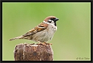 ringmus _MG_0322